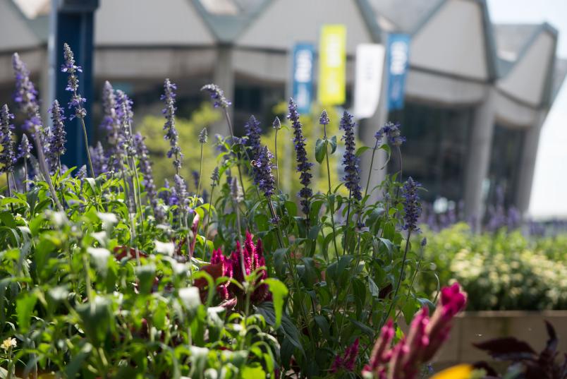 Blumen vor Audimax