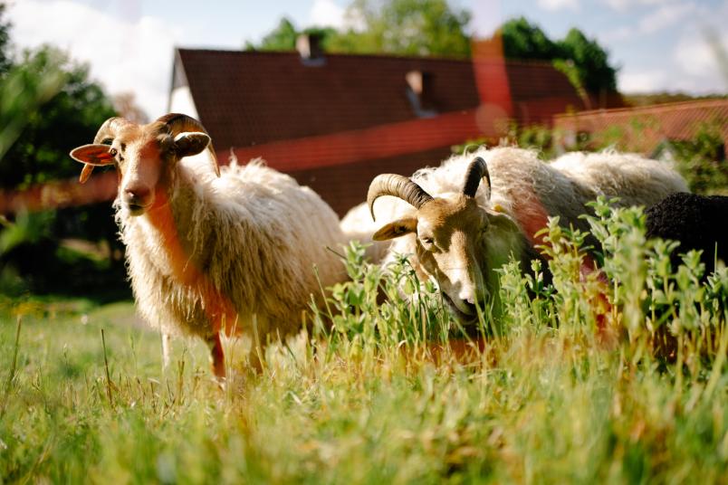 Zwei weiße Schafe mit gebogenen Hörnern stehen auf einer Wiese mit hohem Gras. Im Hintergrund ist ein Hausdach zu sehen.