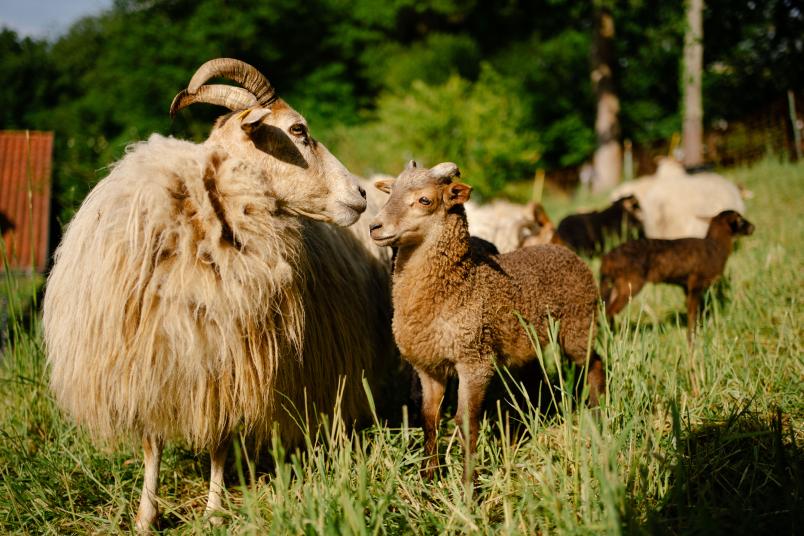 Ein Mutterschaf und ein junges Schaf neigen ihre Köpfe zueinander. Sie sthen auf einer grünen Wildwiese.