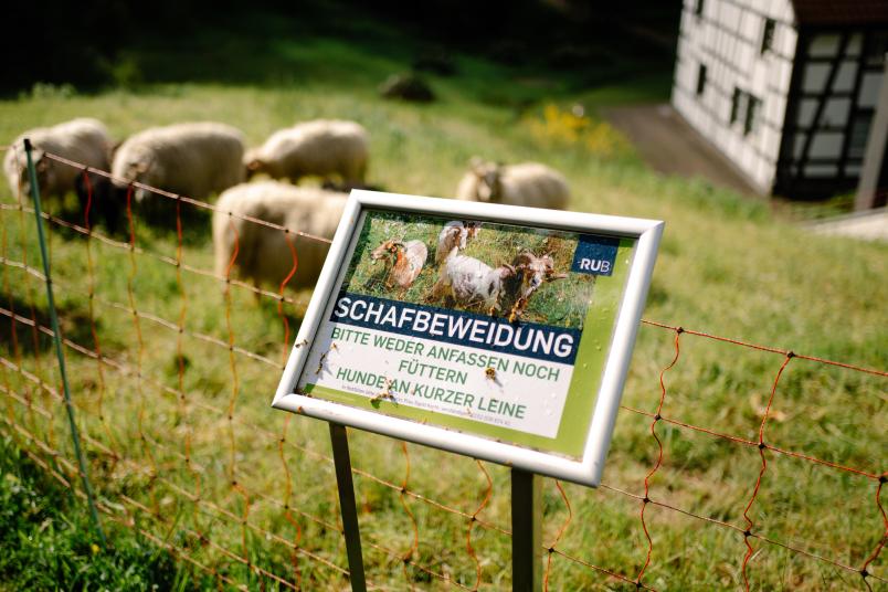 Auf einem Schild, das vor einem roten Elektrozaun steht, ist zu lesen: "Schafsbeweidung. Bitte weder anfassen noch füttern. Hunde an kurzer Leine." Unscharf im Hintergrund ist eine Wiese zu sehen, auf der Schafe weiden