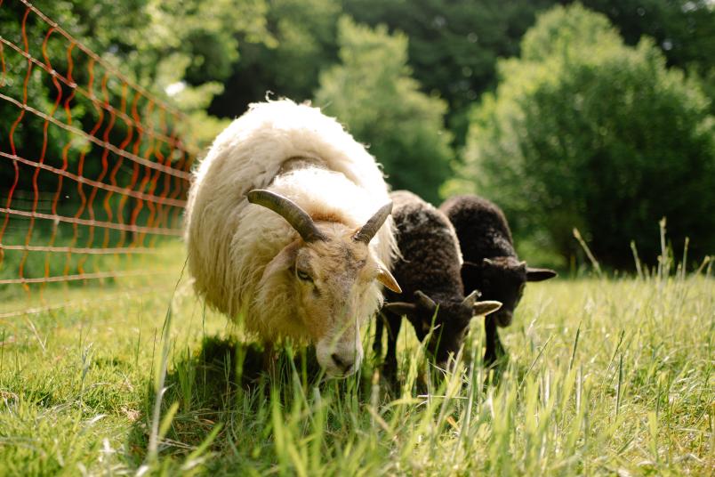 Ein weißes Mutterschaf und zwei schwarze Lämmer stehen nebeneinander und fressen Gras auf einer Wiese.