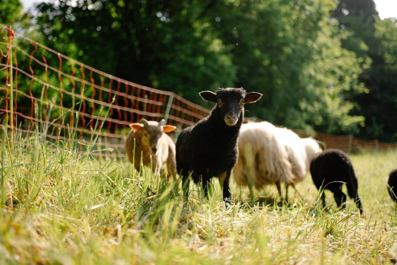 Ein schwarzes Lamm steht mit anderen Schaften auf einer grünen Wiese und blickt direkt zum Bildbetrachter.