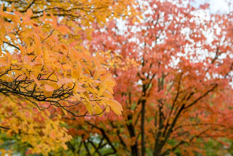 Gelb und orange gefärbter Baum