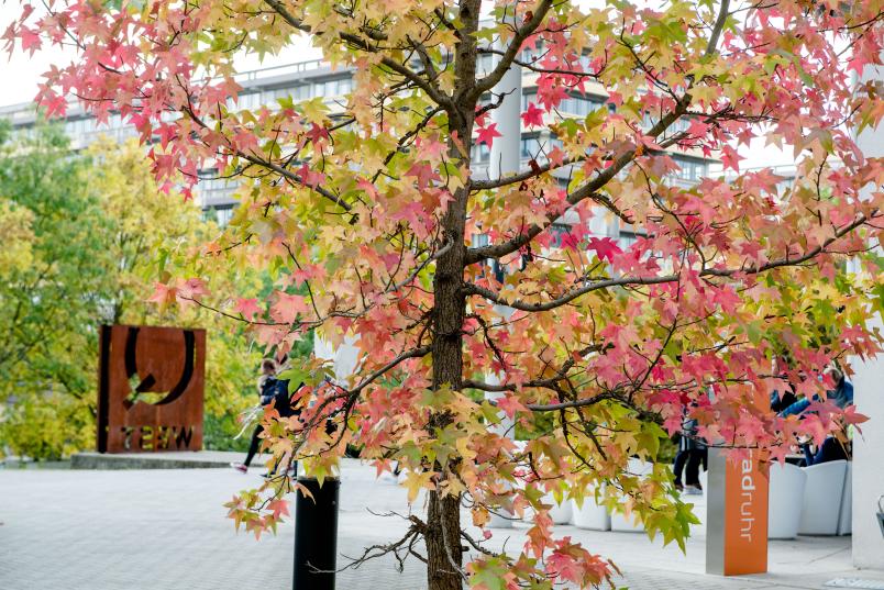 Kleiner Baum mit Blättern in vielen verschiedenen Farben