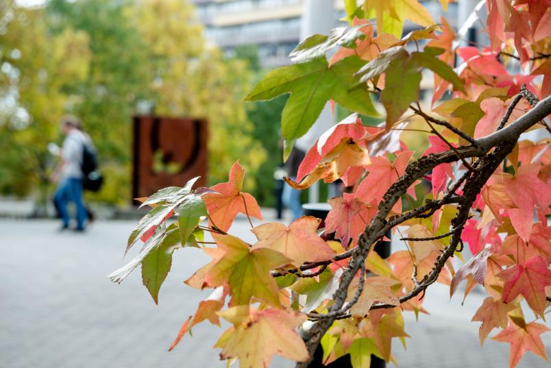 Bunte Blätter an einem Baum
