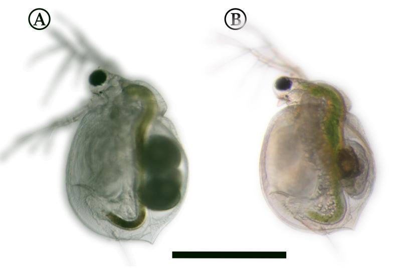 Mikroskopische Aufnahmen von Wasserflöhen