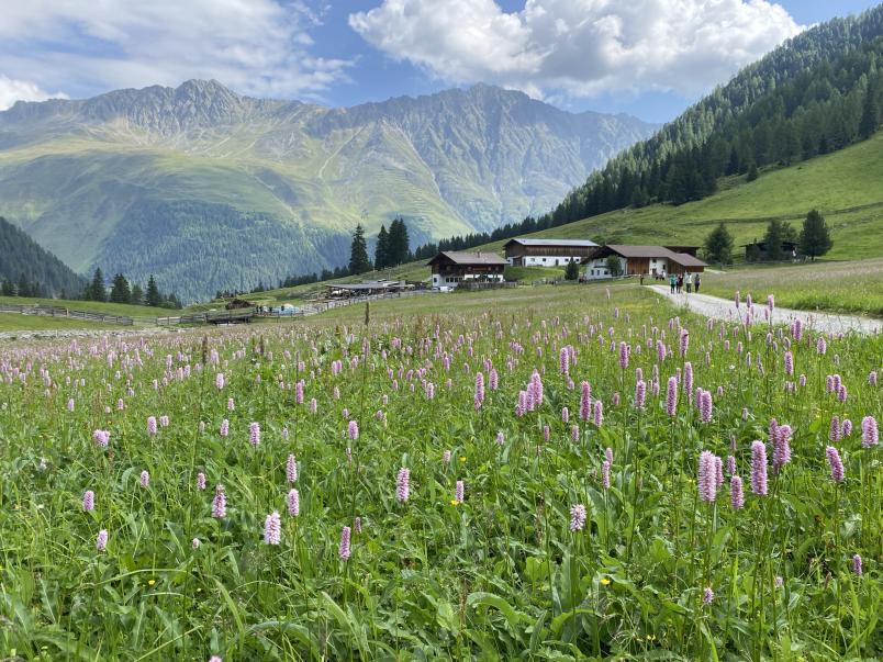 Alpenlandschaft mit Alpenwiese und Berggipfeln im Hintergrund