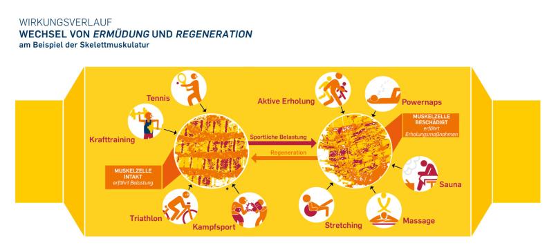 Grafik, wie sich Sport und Erholung auf Musikeln auswirken.