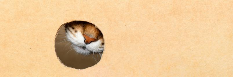 Katze in Karton
