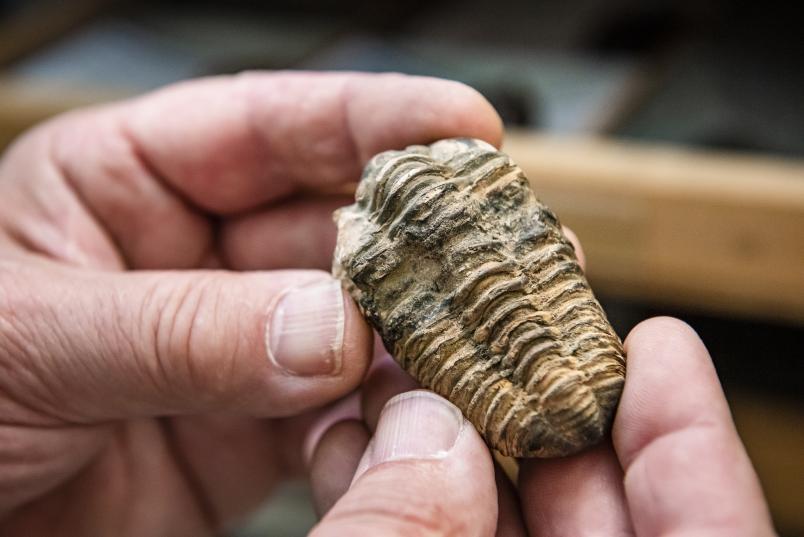 Fossiler Trilobit