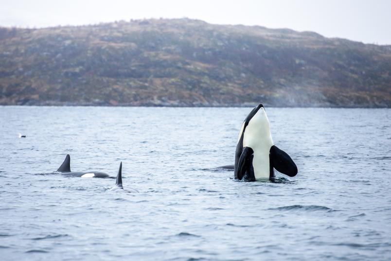 Orcas schauen aus dem Wasser