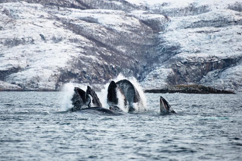 Mehrere Wale im Wasser mit offenen Mäulern