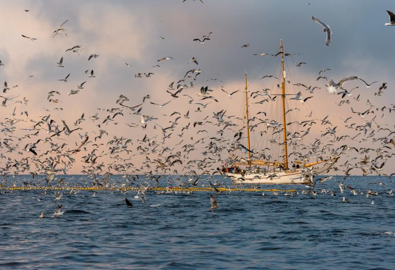 Viele Wasservögel fliegen um ein Boot.