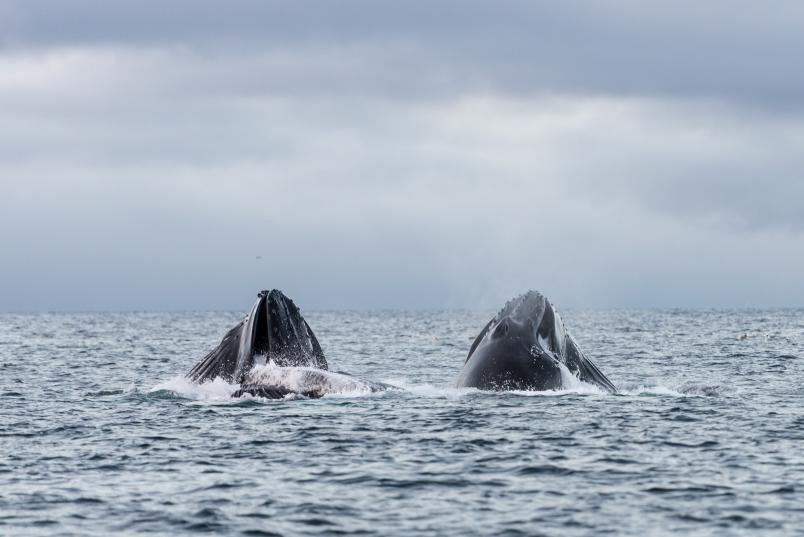 Zwei Buckelwale strecken die Köpfe aus dem Wasser.