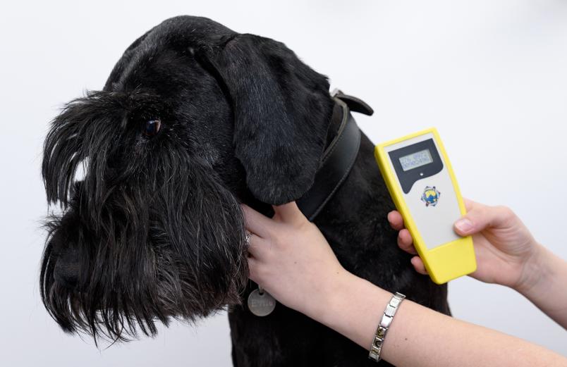 Eine Hand hält einen großen Hund am Halsband, daneben ein elektronisches Auslesegerät.