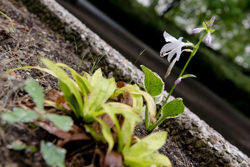 Blume im Regen