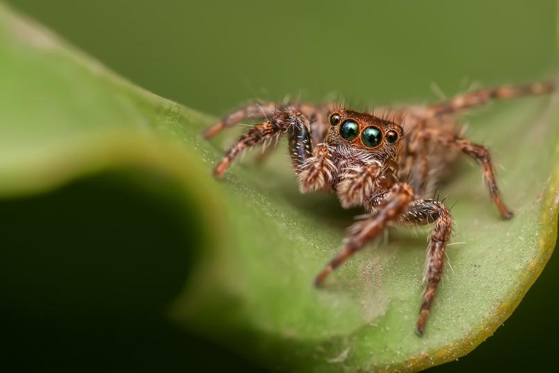 Spinne auf Blatt