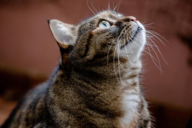 Eine Katze schaut nach oben.