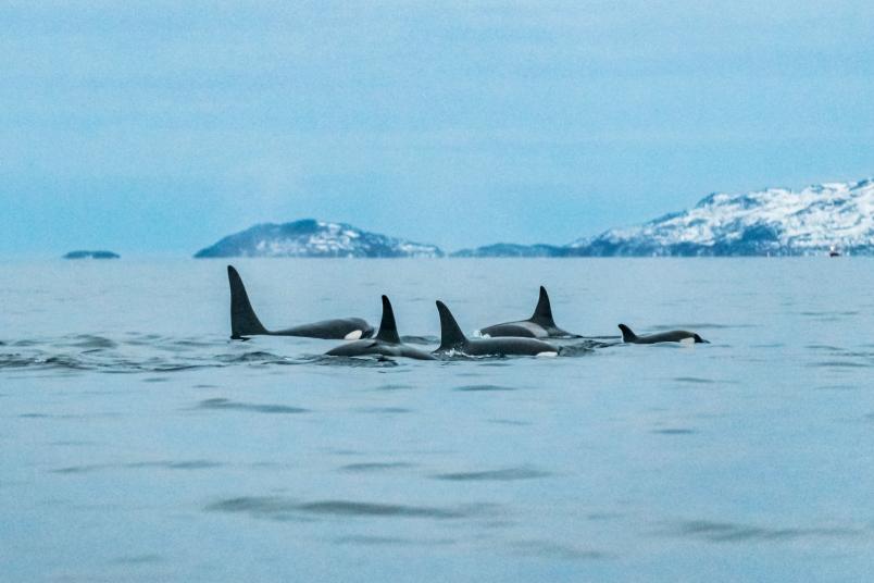 Eine Gruppe von Orcas