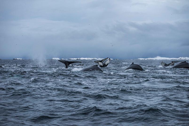 Viele Wale im Wasser