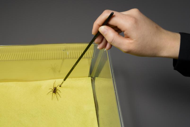 Eine Person schubst eine Spinne in einer Box mit einem Pinsel an.