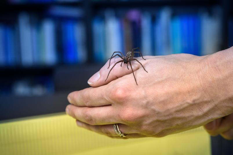 Spinne auf Hand