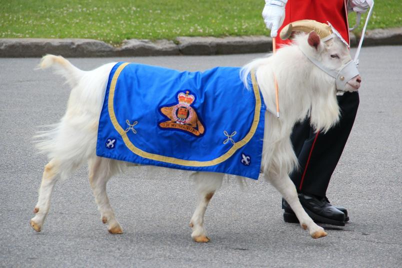 Ziegenbock als Maskottchen