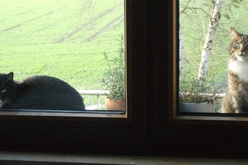 Zwei Katzen liegen auf einem Fenstersims.