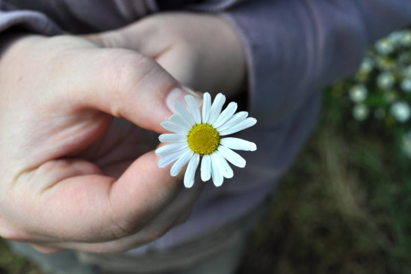 Hand hält Gänseblümchen