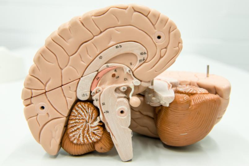 Wie das Gehirn mit jüngeren und älteren Erinnerungen umgeht, haben Neurowissenschaftlerinnen des Sonderforschungsbereichs 874 untersucht.