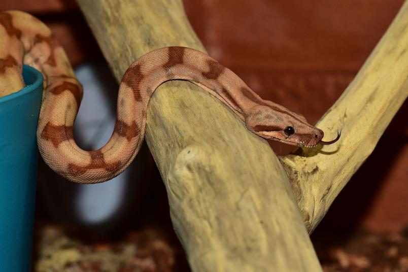 Boa constrictor (Symbolbild)