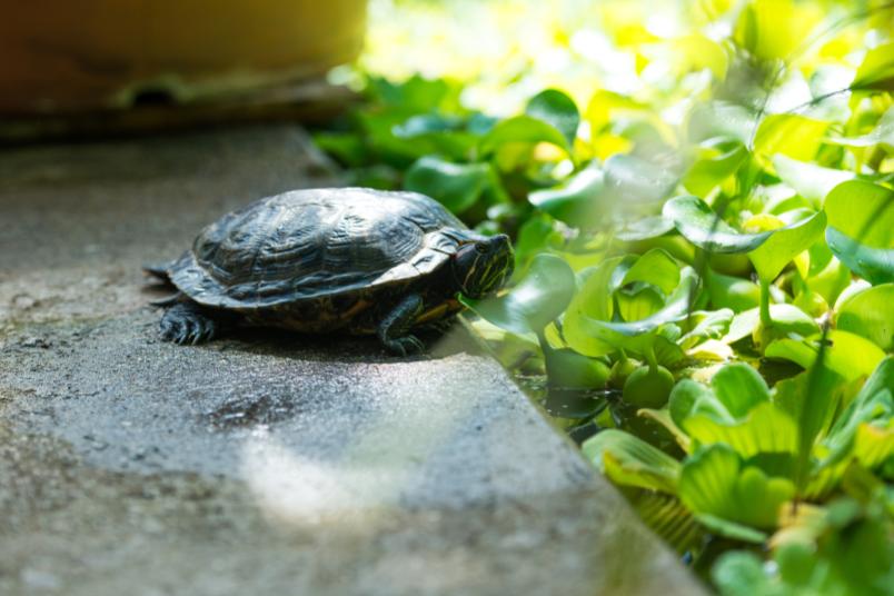 Der Botanische Garten der RUB zählt zu den Exkursionszielen bei den Forschertagen. Hier gibt es nicht nur Pflanzen zu entdecken.