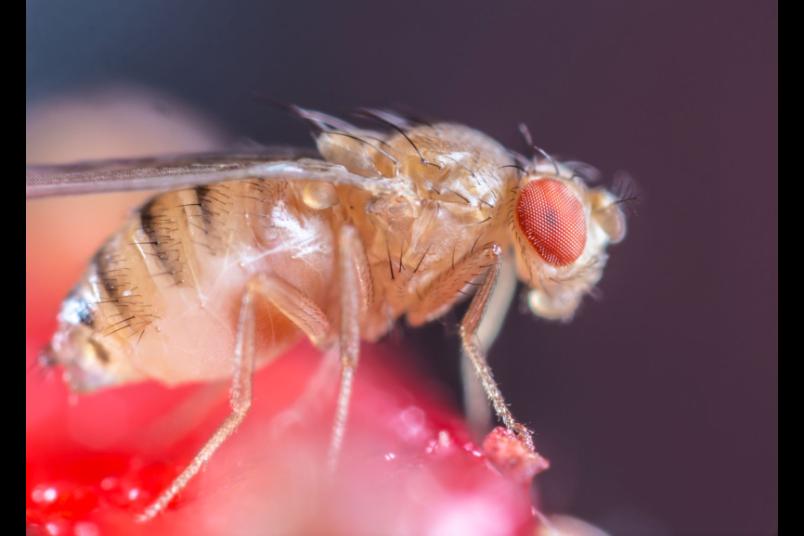 Eine Fruchtfliege in Großaufnahme