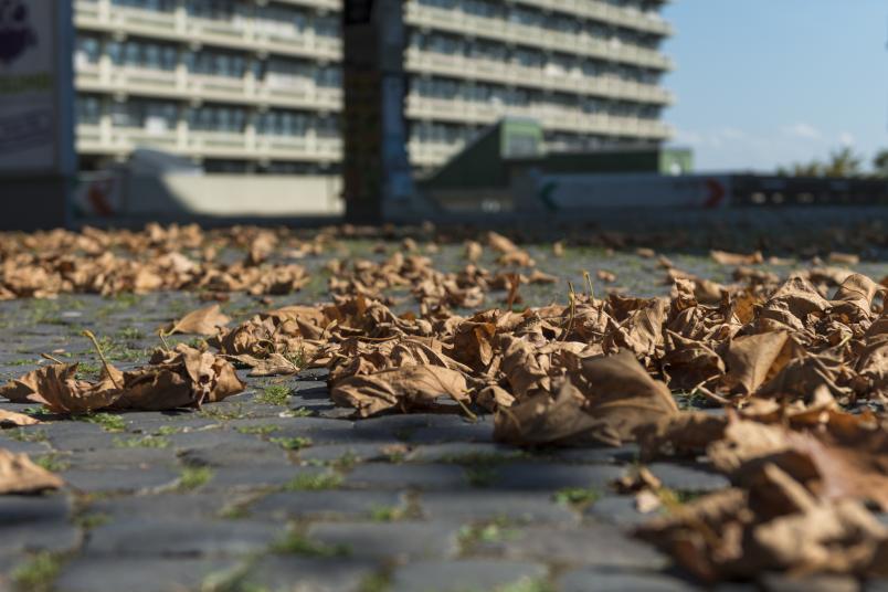 Laub auf dem Campus
