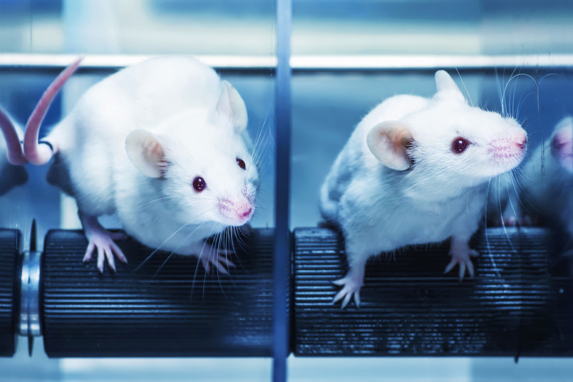 Mäuse und Ratten sind an der RUB die am meisten genutzten Versuchstiere. Ihre Haltung ist streng reglementiert.