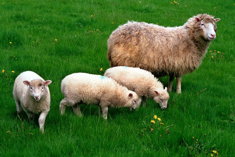 Schaf mit drei Lämmern auf einer Wiese