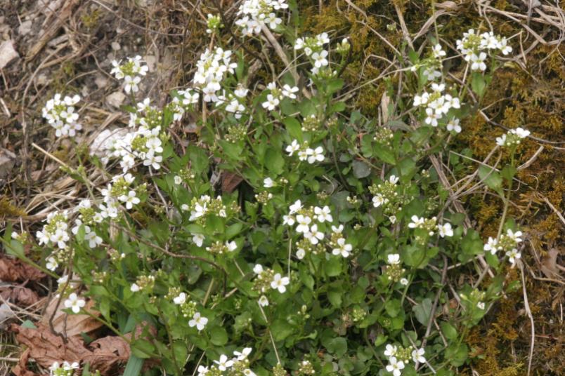 Weiße Blumen