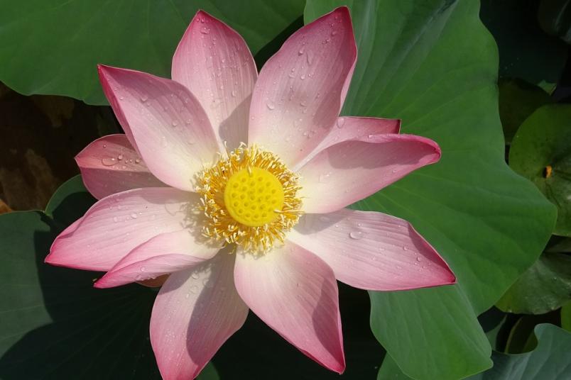 Buddhismus kennenlernen