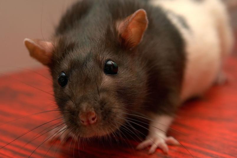 Ratte