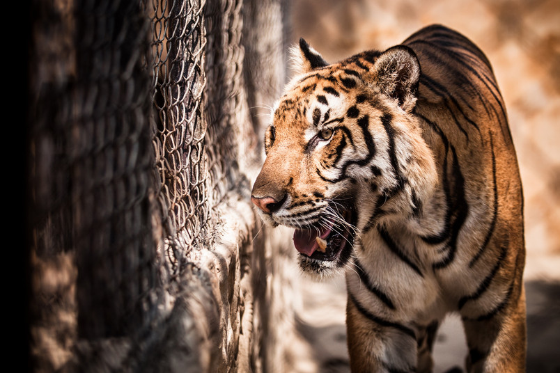 Tiger im Käfig