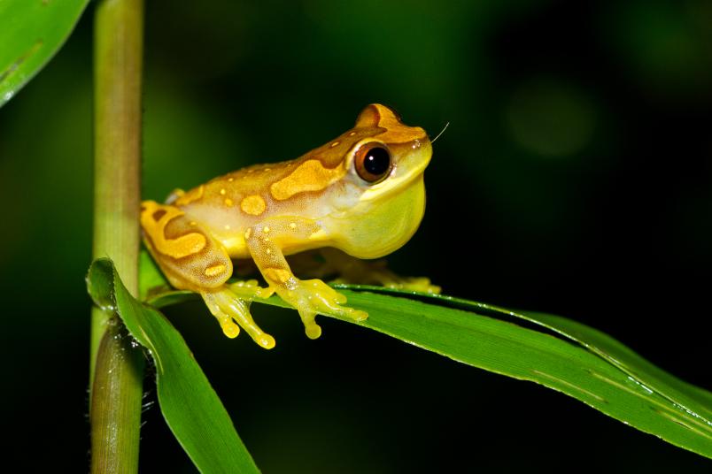 Gelber Frosch auf einem Blatt