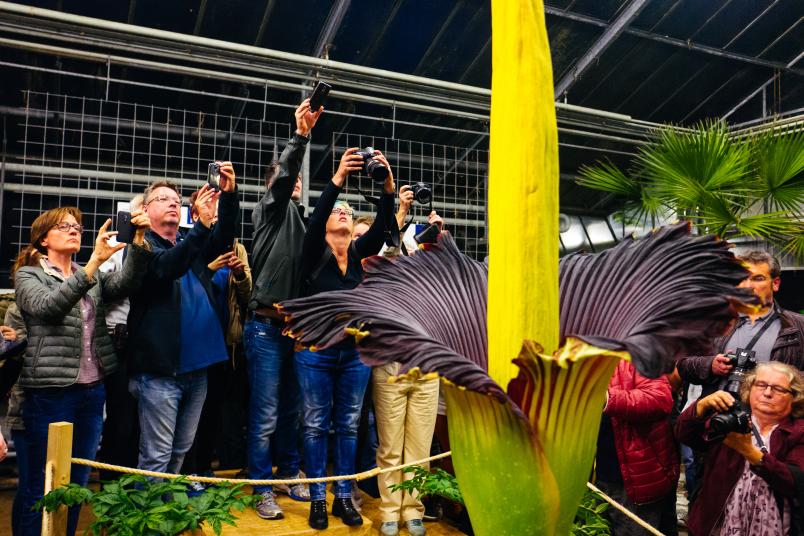 Riesenandrang Auf Riesenblume Newsportal Ruhr Universitat Bochum