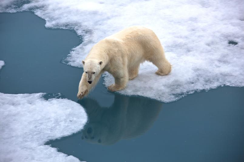 Eisbär auf schmelzendem Eis
