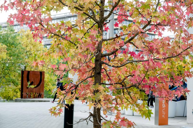 Herbstliche Bäume