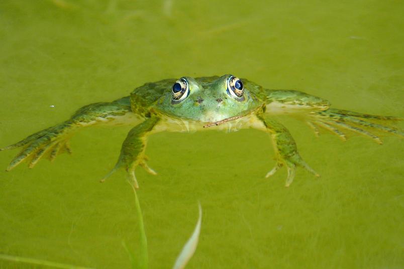 Frosch im Wasser