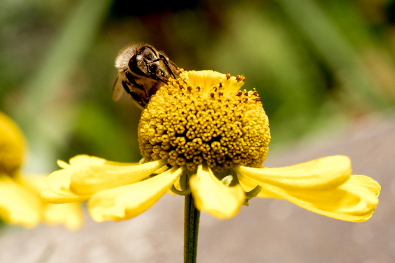 Biene auf einer Blume 