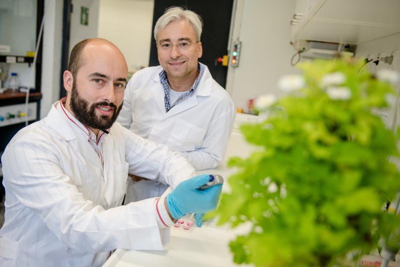 
	Prof. Dr. Dietmar Fischer (hinten) und sein Mitarbeiter Dr. Philipp Gobrecht wollen aus einem Inhaltsstoff des Mutterkrauts ein Medikament entwickeln.
