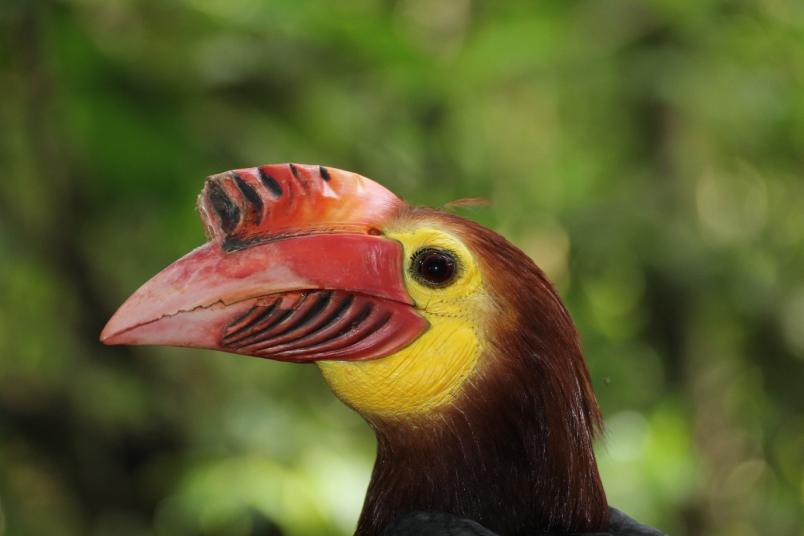 
	Dieser nette Geselle lebt im philippinischen Regenwald. Sein Lebensraum ist bedroht.
