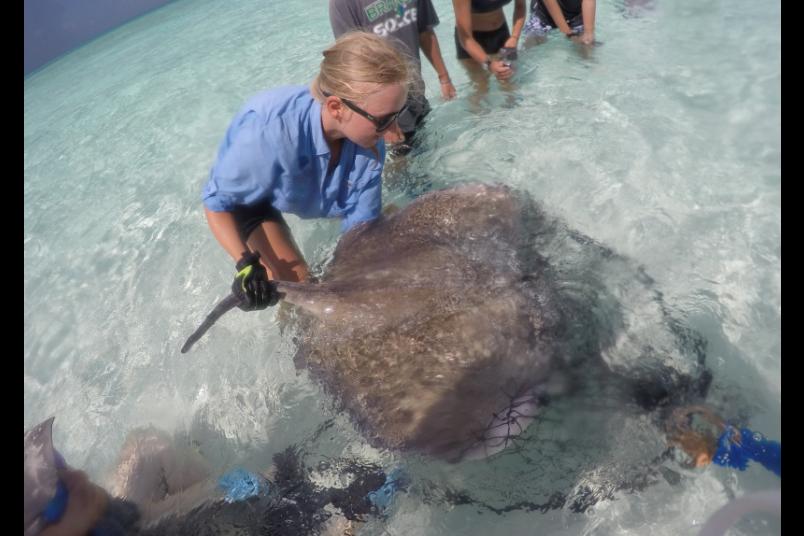 Tanja Schwanck hält einen Rochen im Meer fest.