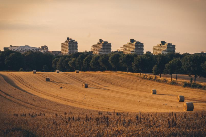 Feld